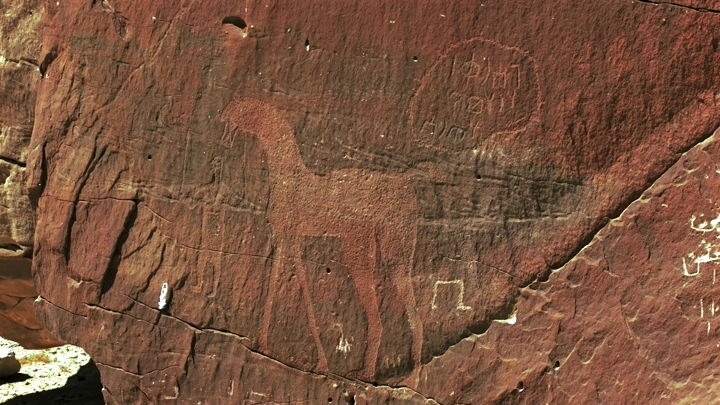 نقش أثري لحيوان على صخرة في النهار، لقطة قريبة.