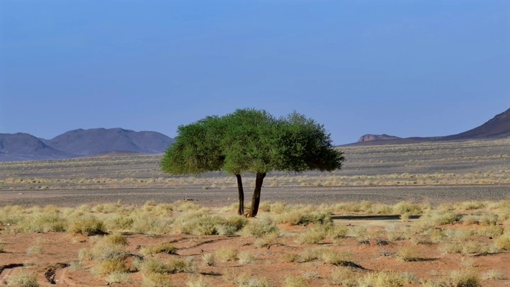 شجرة برية معمرة في الصحراء، لقطة نهارية.
