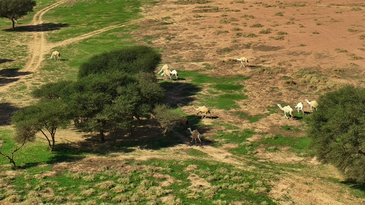 جمال ترعى في مرعى أخضر في الربيع، لقطة جوية.