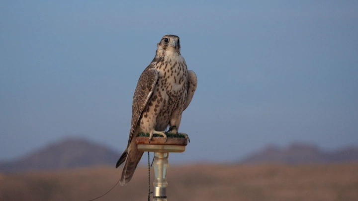 صقر جالس على الوكر في الصحراء، لقطة نهارية .