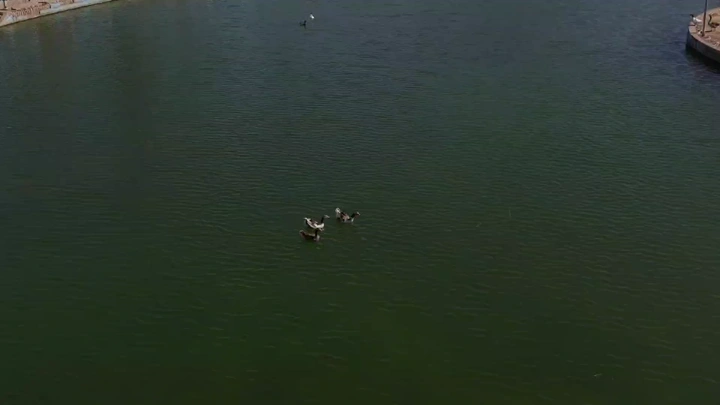 Ducks swimming in a lake, aerial shot.