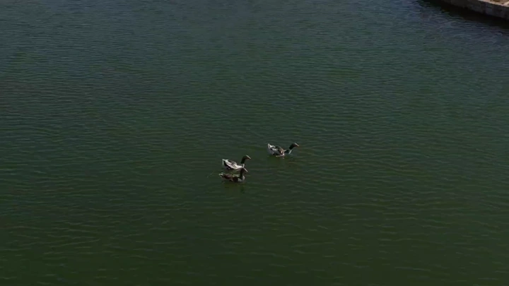 بط يسبح في بحيرة، لقطة جوية.