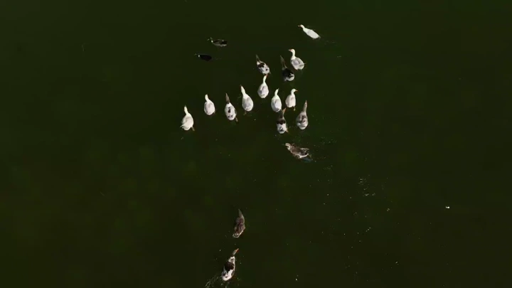 مجموعة من البط تسبح في بحيرة، لقطة جوية.