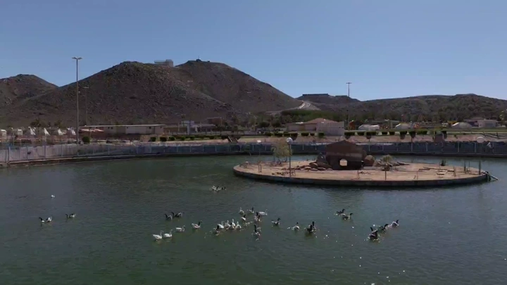 بط يسبح في بحيرة حديقة السمراء بحائل، لقطة جوية.