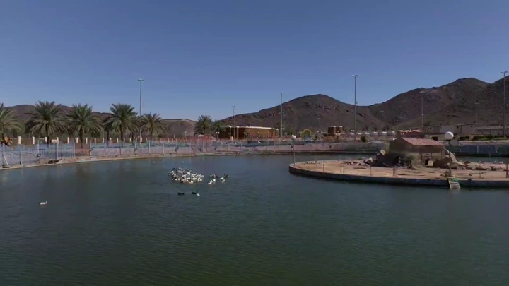 بط في بحيرة حديقة السمراء في حائل، لقطة جوية.