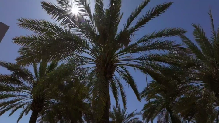 نخيل في حديقة عامة، لقطة من الأسفل.