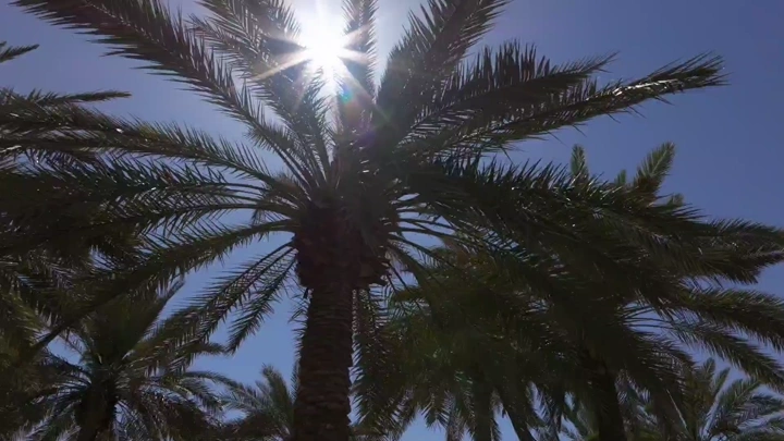 مزرعة نخيل، لقطة من الأسفل.