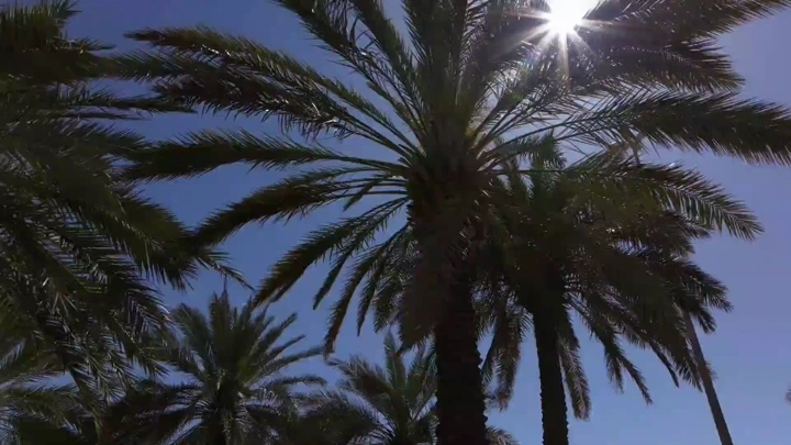 مزرعة نخيل، لقطة من الأسفل.