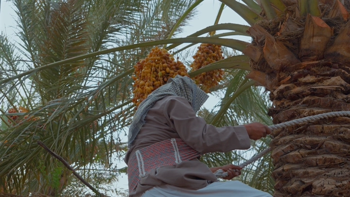 رجل يقوم بتلقيح النخل في مزرعة، لقطة قريبة.