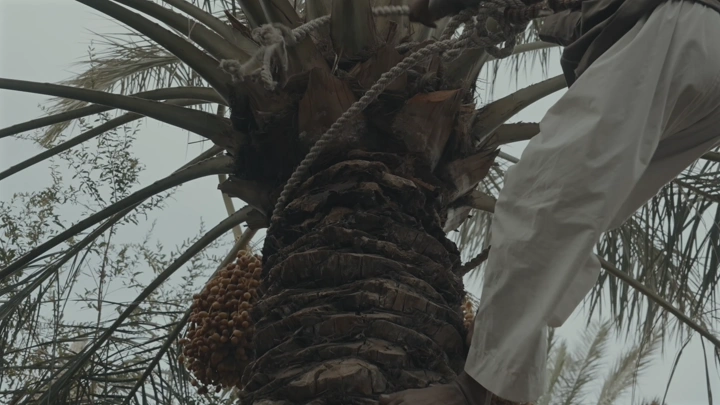 رجل يتسلق نخلة لتلقيحها، لقطة تمثل الزمن الماضي.