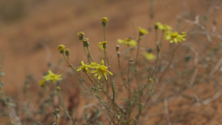 زهور صفراء في ربيع النفود الكبير، لقطة قريبة.