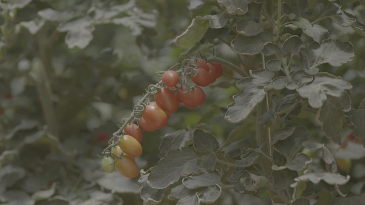 طماطم ناضجة في مزرعة، لقطة قريبة.