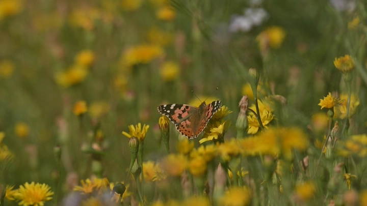 فراشة تطير بين زهور صفراء في الربيع، لقطة مقربة.