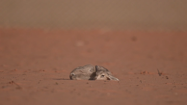 غزال صغير مستلقي في الصحراء، لقطة مقربة.