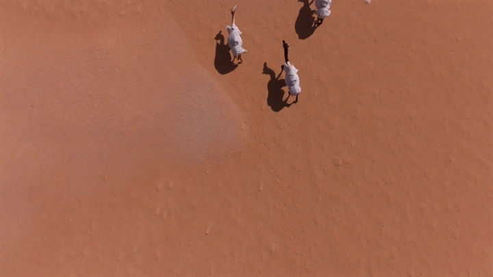 جمال تسير في الصحراء الرملية، لقطة جوية.