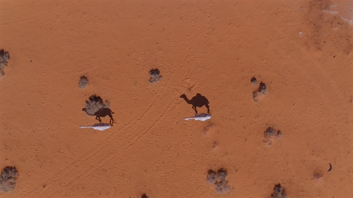 جمال في صحراء النفود من الأعلى، لقطة جوية.