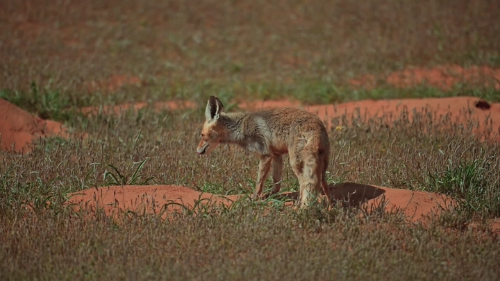 ثعلب بري في حقل عشبي في الربيع، لقطة طبيعية.