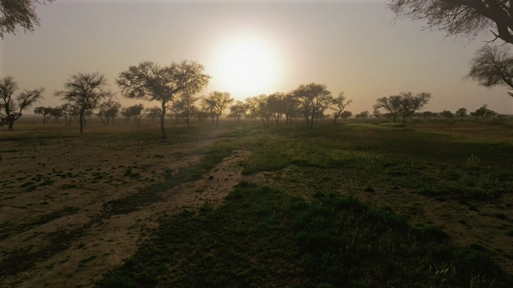 غروب الشمس في حائل مع أشجار متناثرة، لقطة أرضية.