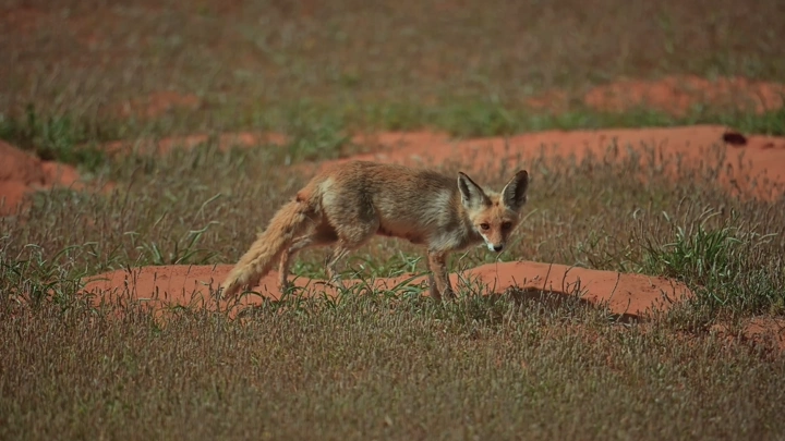 ثعلب بري في حقل عشبي خلال الربيع، لقطة طبيعية.