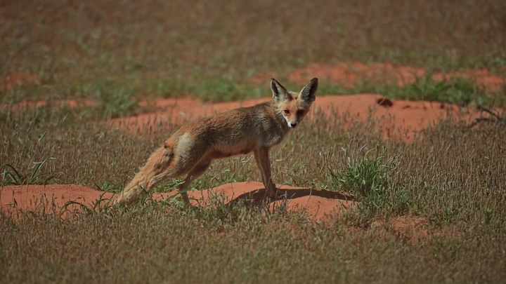 ثعلب بري يقف في حقل عشبي خلال الربيع، لقطة طبيعية.