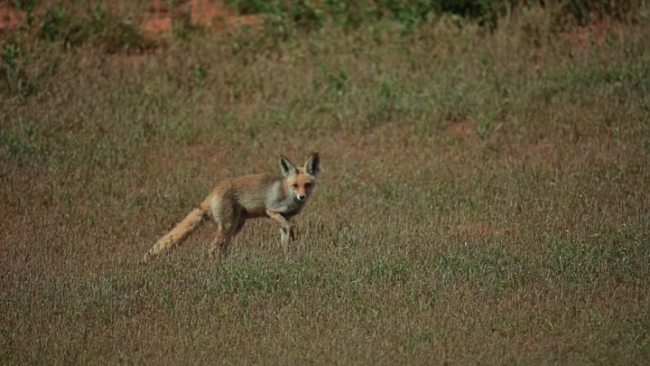 ثعلب بري في حقل عشبي خلال الربيع، لقطة عن قرب.