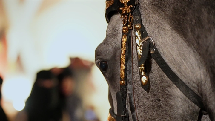 حصان مزين في إسطبل، لقطة مقربة.