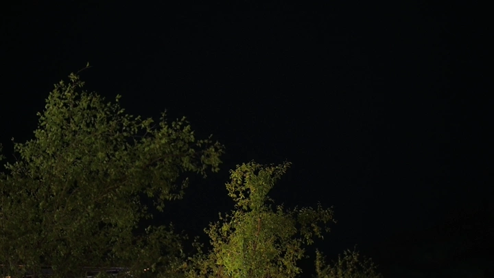 أشجار مضاءة في الليل، وبرق لقطة ليلية.