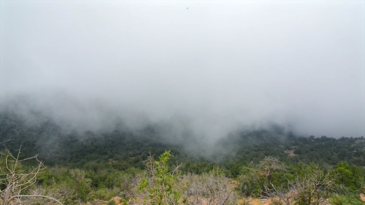 ضباب كثيف يغطي غابة في باللسمر، لقطة بانورامية.