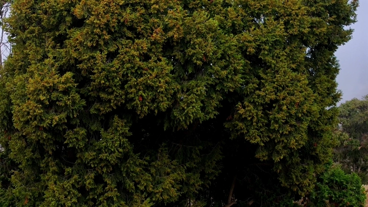 شجرة كبيرة في السودة مع ضباب خفيف، لقطة طبيعية.