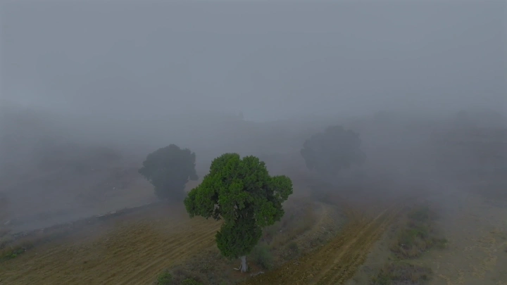 أشجار وسط ضباب في مزارع السودة، لقطة جوية.