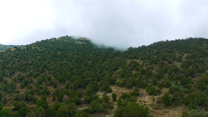غابة جبلية في النماص مغطاة بالضباب، لقطة جوية.