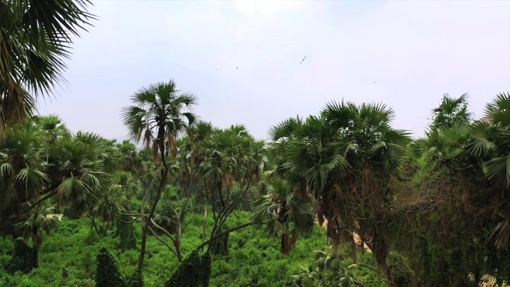 أشجار نخيل في وادي الغمار بجيزان، لقطة نهارية.