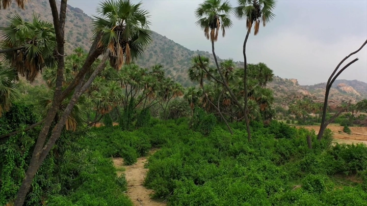 أشجار نخيل في وادي الغمار بجيزان، لقطة جوية.