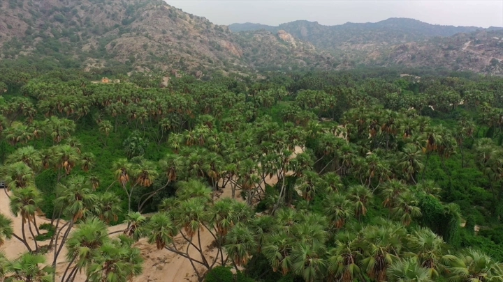 وادي الغمار في جيزان مليء بالنخيل، لقطة جوية.
