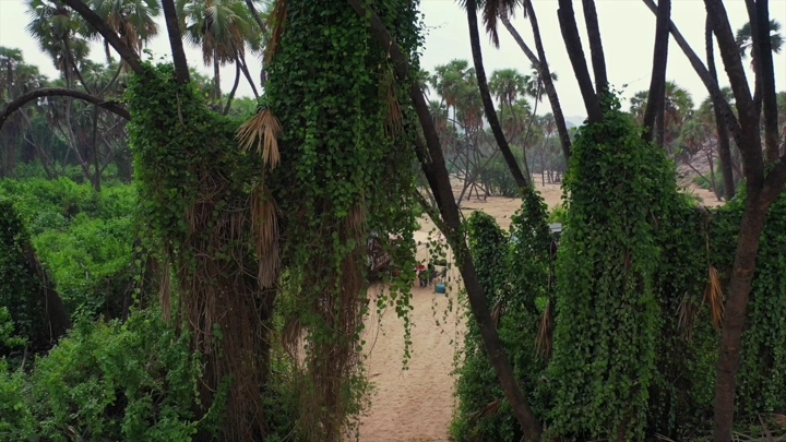 أشجار نخيل كثيفة في وادي الغمار بجازان، لقطة من الأعلى.