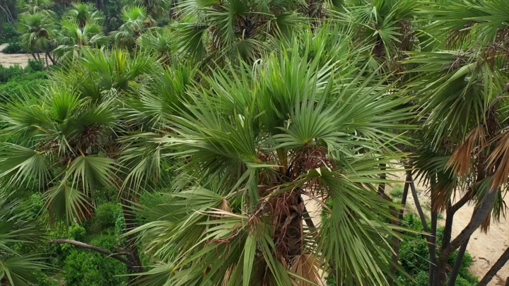 أشجار نخيل في وادي الغمار بجازان، لقطة علوية.