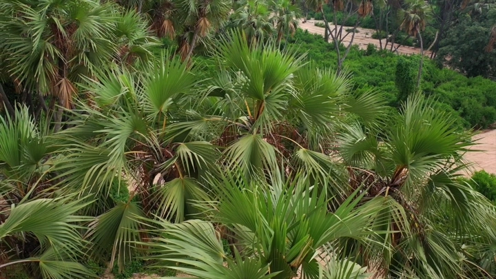 أشجار نخيل في وادي الغمار بجازان، لقطة من الأعلى.