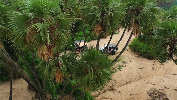 أشجار نخيل في وادي الغمار بجازان، لقطة جوية.