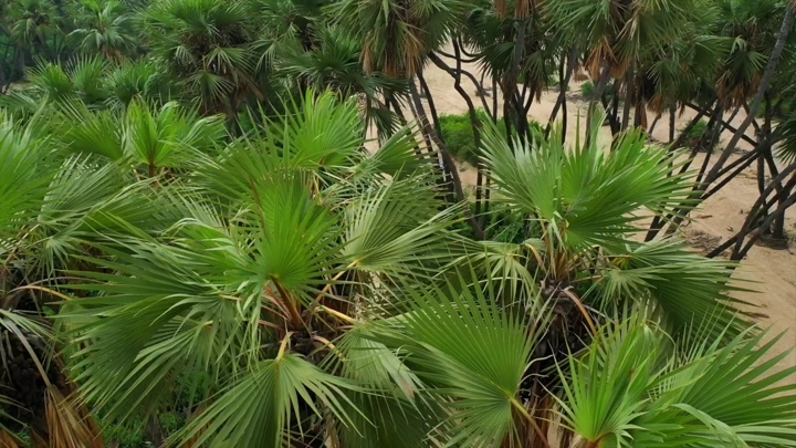 أشجار نخيل في وادي الغمار بجازان، لقطة جوية.