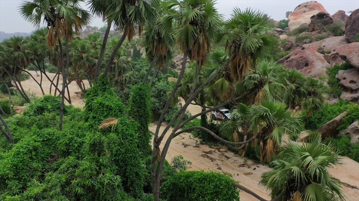 أشجار نخيل في وادي الغمار بجازان، لقطة جوية.