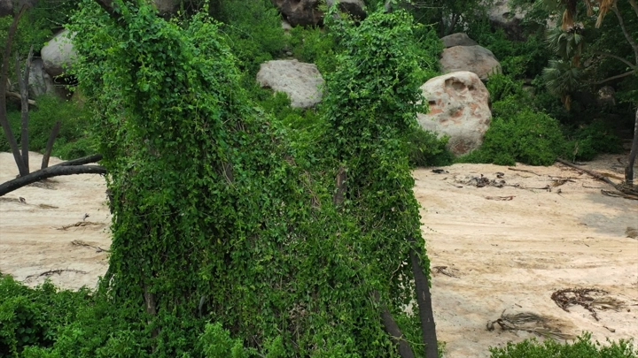 وادي الغمار في جازان مع نباتات خضراء وصخور، لقطة طبيعية.