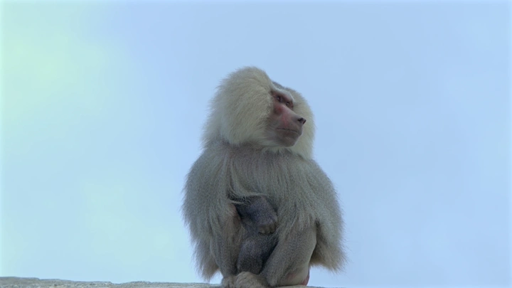 قرد جالس في أبها، لقطة قريبة.