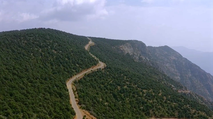 غابة كثيفة في شعف بللسمر بعسير، لقطة جوية.