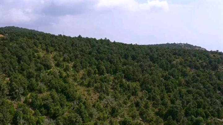 غابة كثيفة في بللسمر، عسير، لقطة جوية.