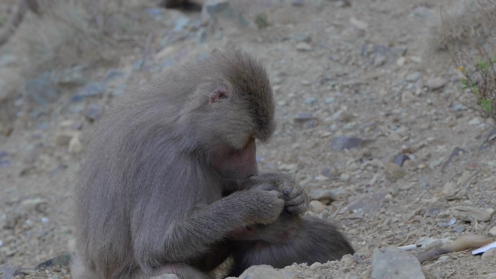 قردان يجلسان على الأرض في الطبيعة، لقطة مقربة.