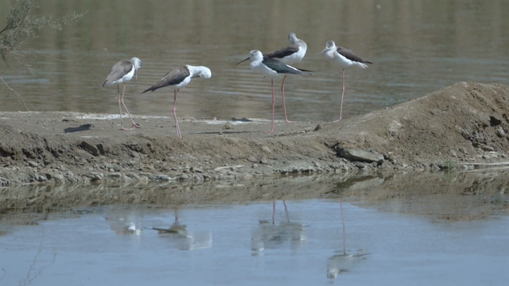 طيور مهاجرة تقف على ضفة نهر، لقطة طبيعية.