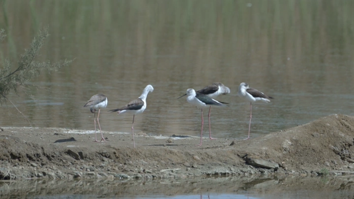 طيور مهاجرة تقف على ضفة نهر، لقطة طبيعية.