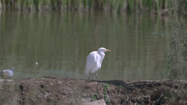 طائر أبيض يقف بجانب بركة ماء، لقطة طبيعية.