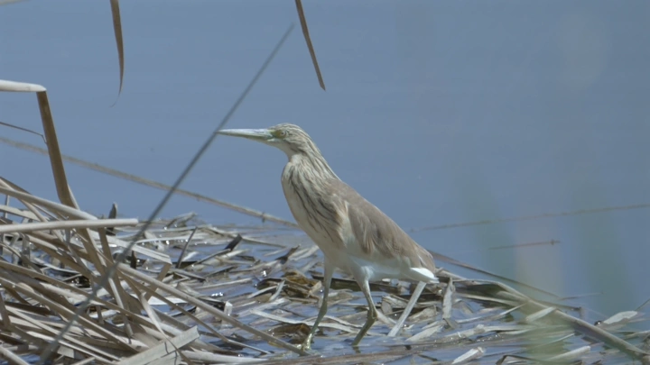 طائر مهاجر يقف بجانب الماء، لقطة طبيعية.