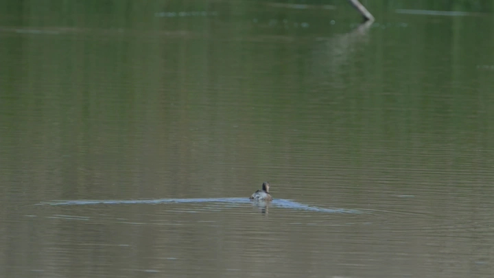 بطة تسبح في بحيرة هادئة، لقطة بعيدة.